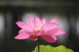 lotus, flower, plant